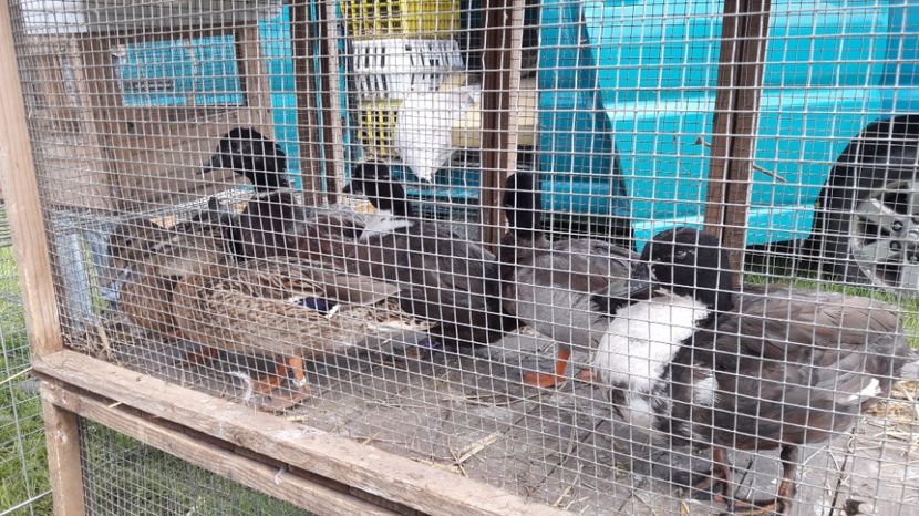  - TARG MONOR UNGARIA MAI 2017