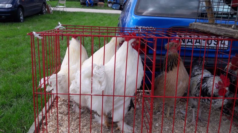  - TARG MONOR UNGARIA MAI 2017