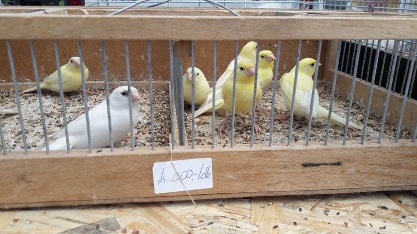  - TARG MONOR UNGARIA MAI 2017