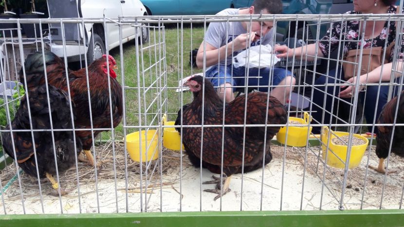  - TARG MONOR UNGARIA MAI 2017