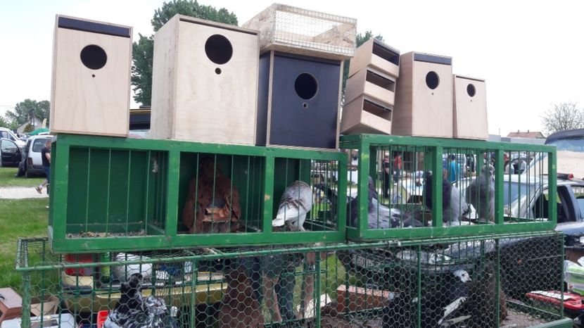  - TARG MONOR UNGARIA MAI 2017