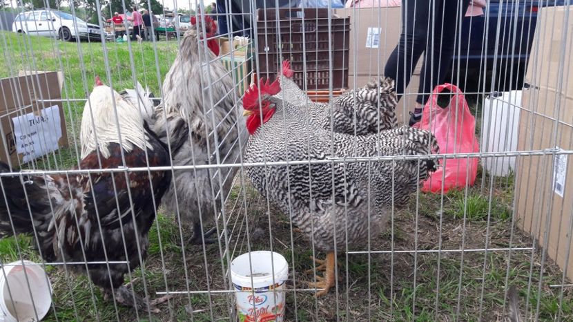  - TARG MONOR UNGARIA MAI 2017