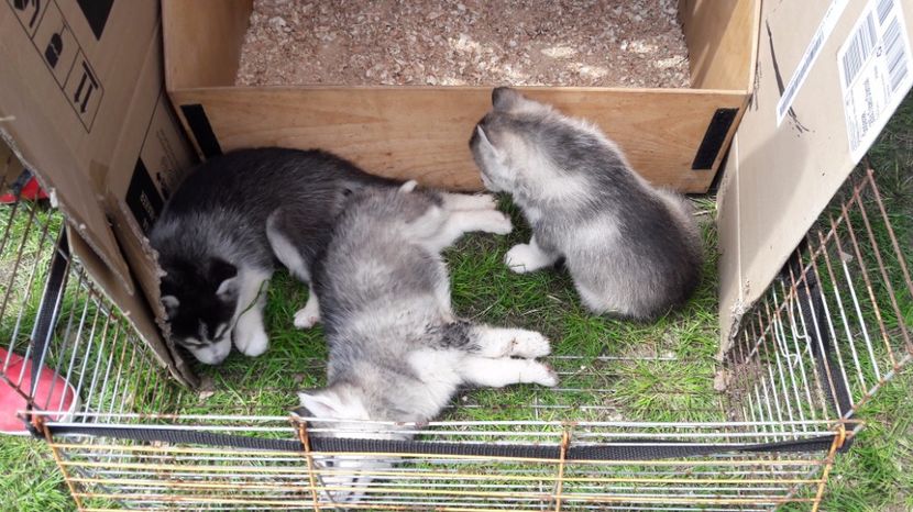  - TARG MONOR UNGARIA MAI 2017