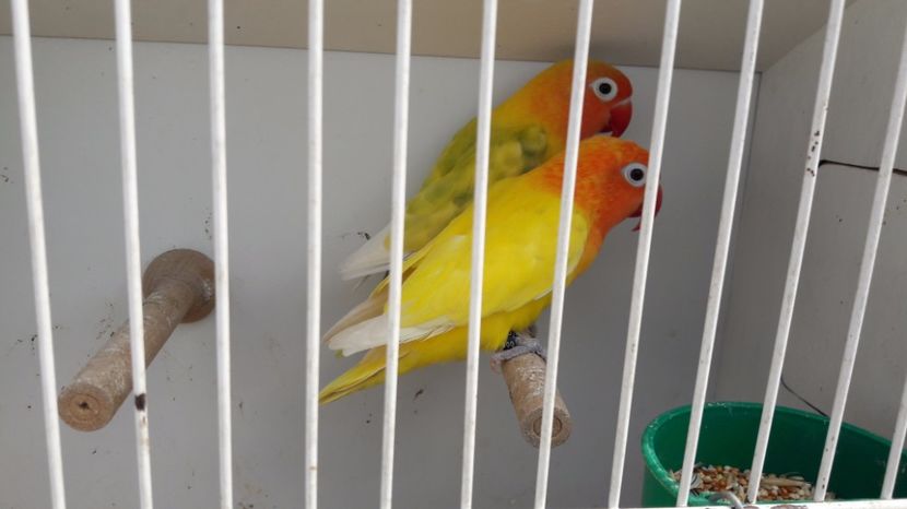  - TARG MONOR UNGARIA MAI 2017