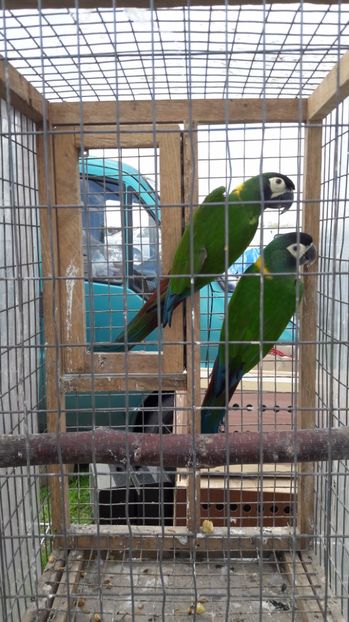  - TARG MONOR UNGARIA MAI 2017