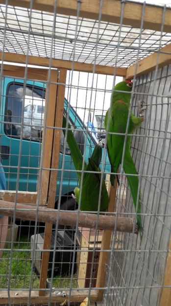  - TARG MONOR UNGARIA MAI 2017