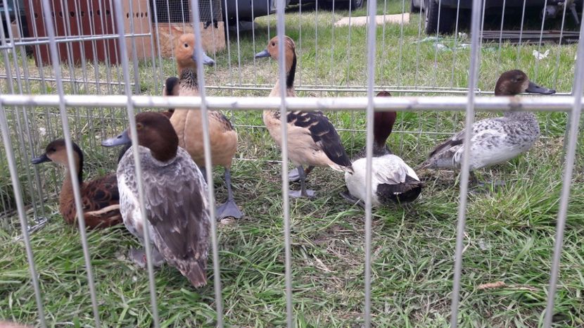  - TARG MONOR UNGARIA MAI 2017