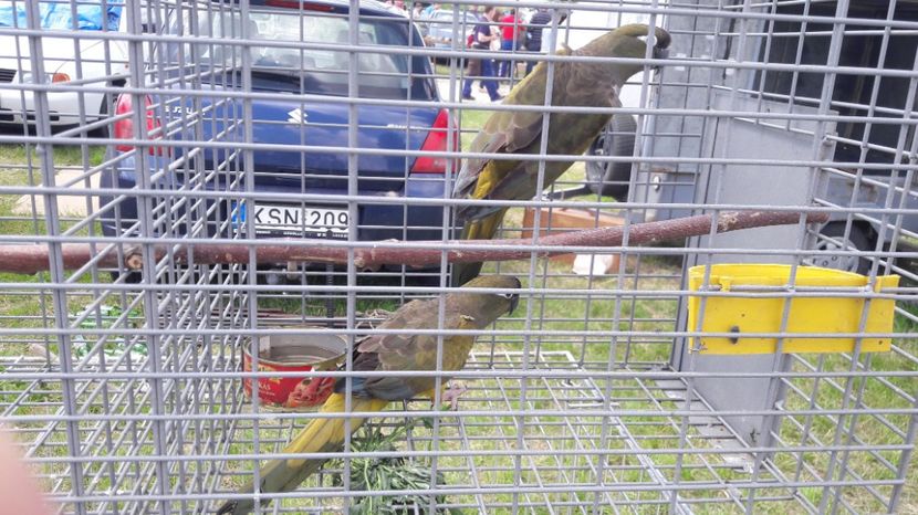  - TARG MONOR UNGARIA MAI 2017