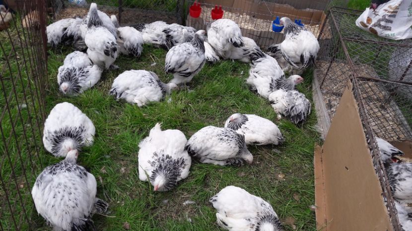  - TARG MONOR UNGARIA MAI 2017