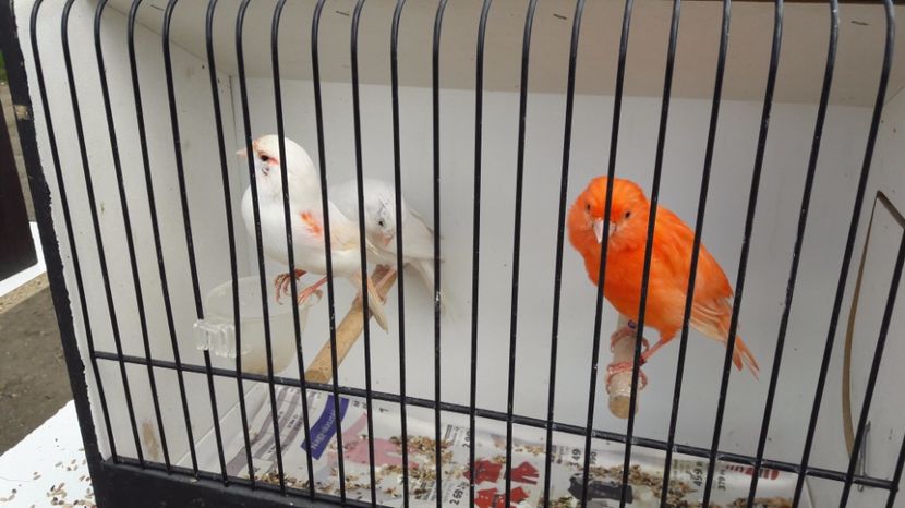  - TARG MONOR UNGARIA MAI 2017