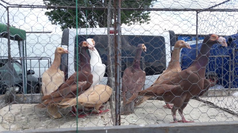  - TARG MONOR UNGARIA MAI 2017