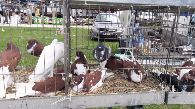  - TARG MONOR UNGARIA MAI 2017