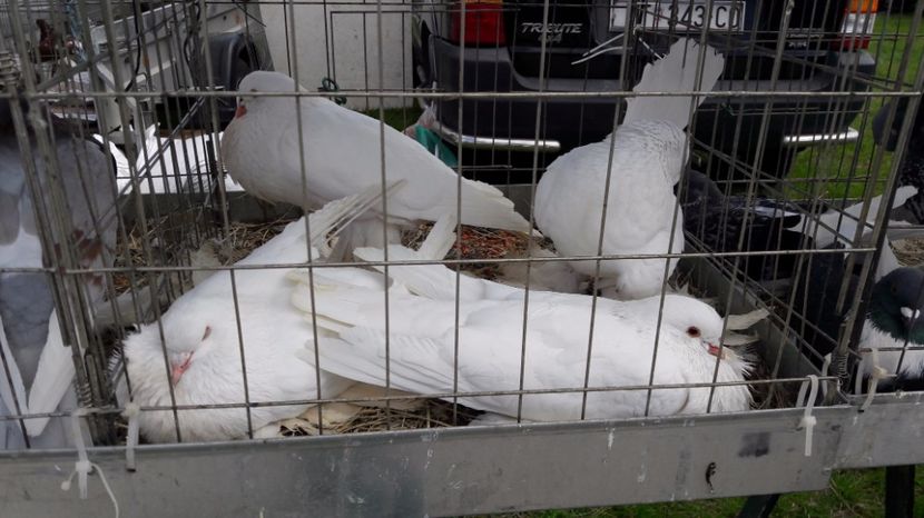  - TARG MONOR UNGARIA MAI 2017