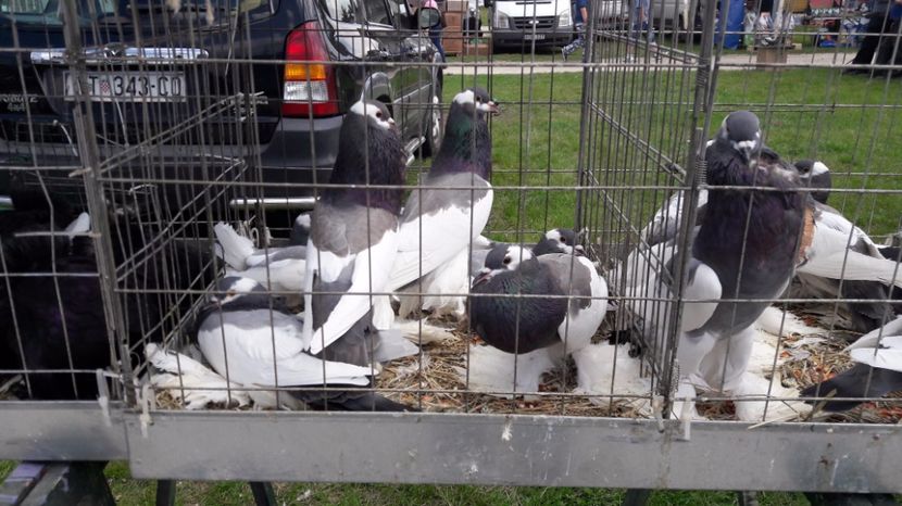  - TARG MONOR UNGARIA MAI 2017