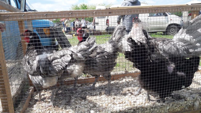  - TARG MONOR UNGARIA MAI 2017