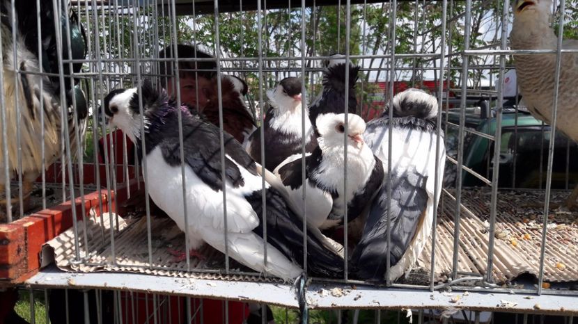  - TARG MONOR UNGARIA MAI 2017