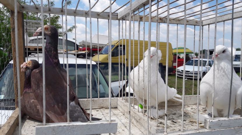  - TARG MONOR UNGARIA MAI 2017