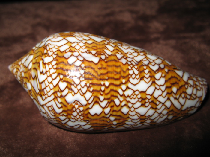 Conus textile