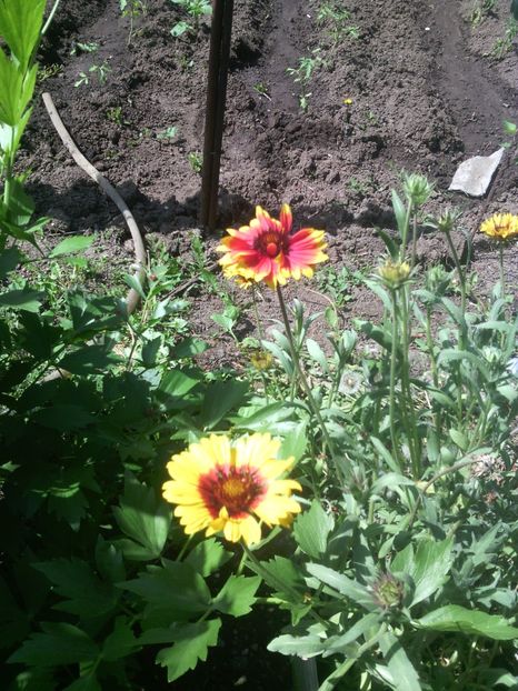 gaillardia - 01-Flori din curtea mea 2017