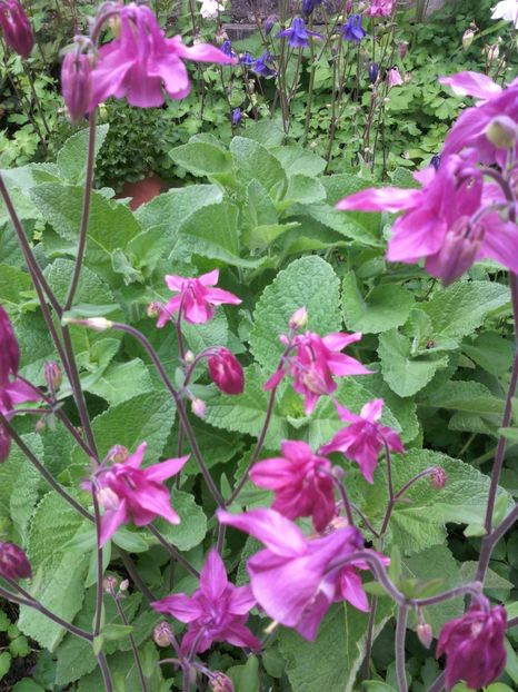  - 01-Flori din curtea mea 2017