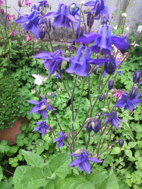  - 01-Flori din curtea mea 2017