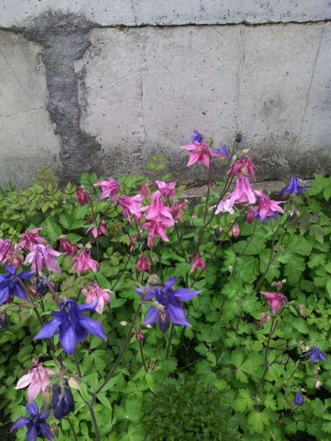  - 01-Flori din curtea mea 2017