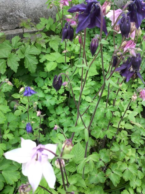  - 01-Flori din curtea mea 2017