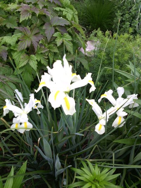  - 01-Flori din curtea mea 2017