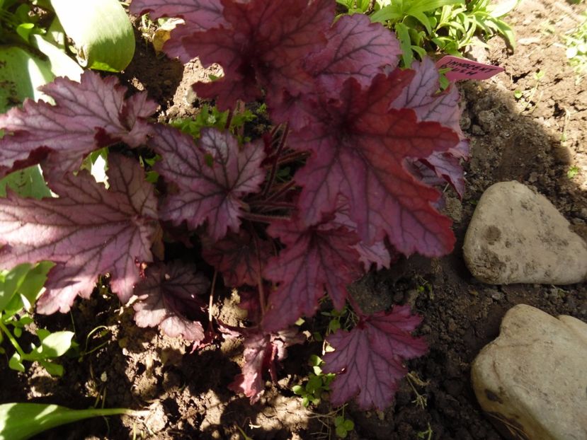 heuchera spellbound - 0 Heuchere