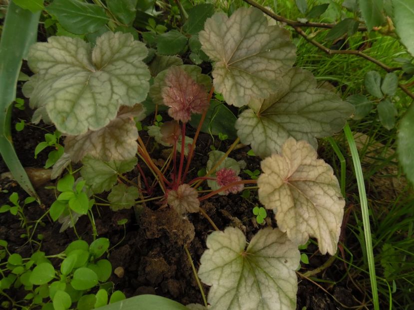 amethyst-myst - 0 Heuchere