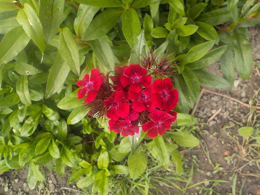  - dianthus