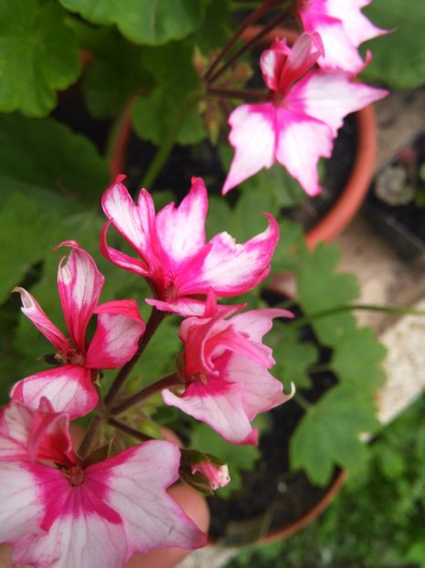 Fireworks bicolor - A-Muscate 2017