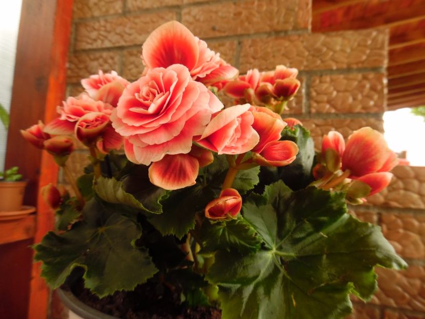  - 000 Mai in gradina