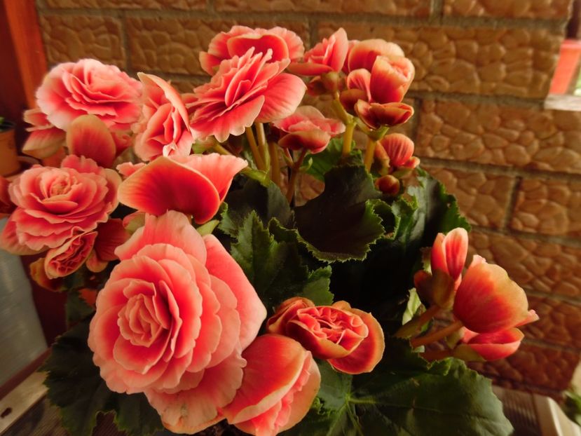  - 000 Mai in gradina