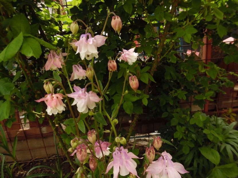  - 000 Mai in gradina