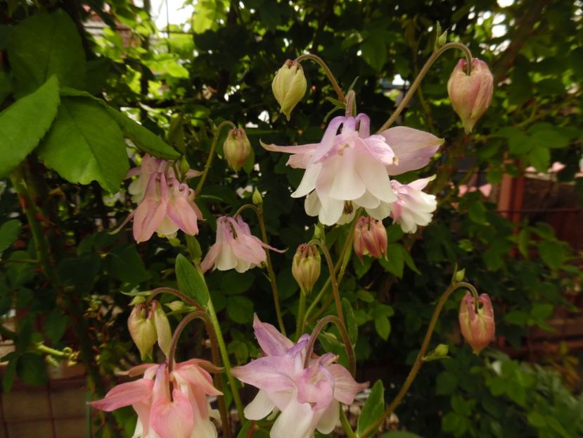  - 000 Mai in gradina