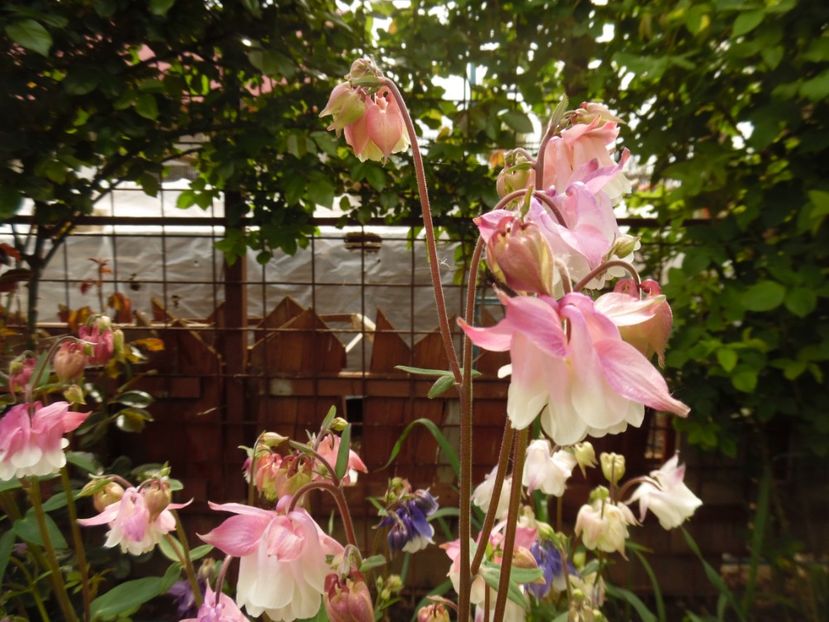  - 000 Mai in gradina