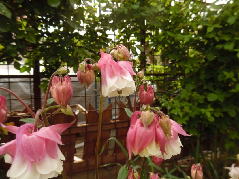  - 000 Mai in gradina