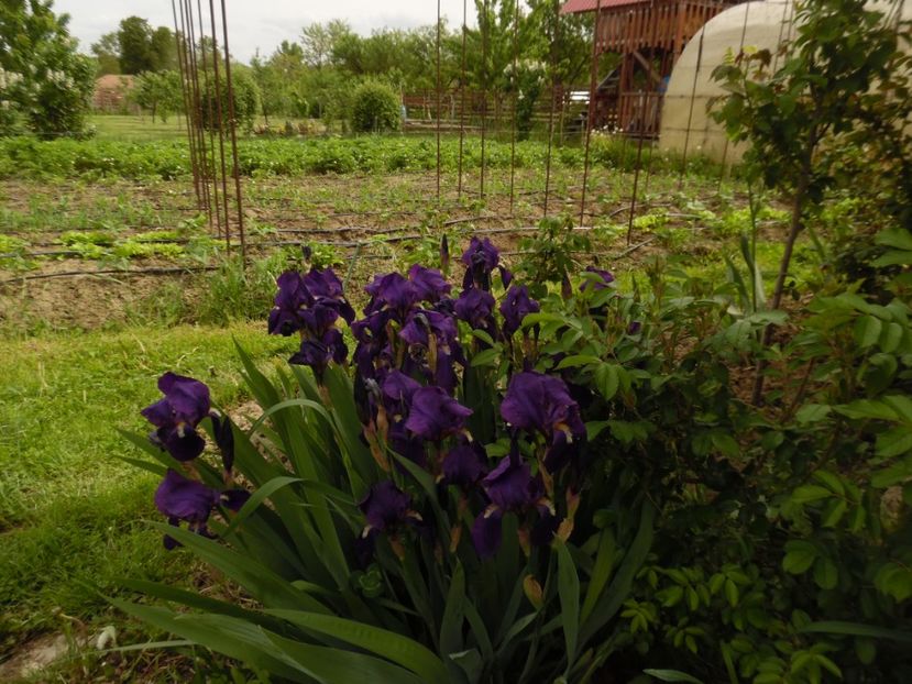  - 000 Mai in gradina