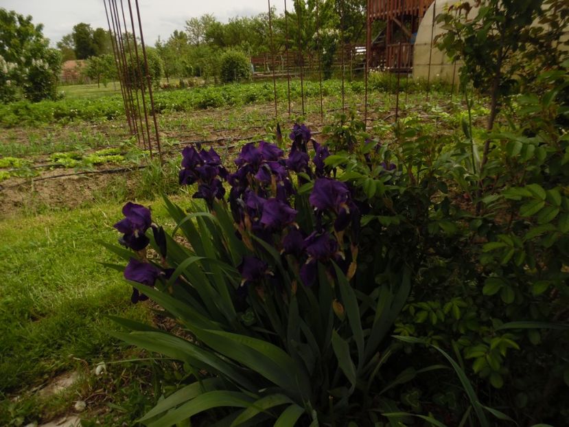  - 000 Mai in gradina