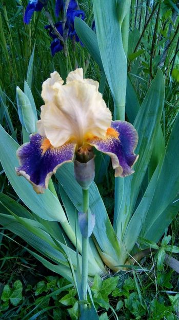  - Iris intermediar