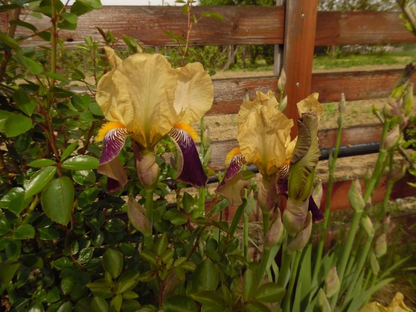  - 000 Mai in gradina