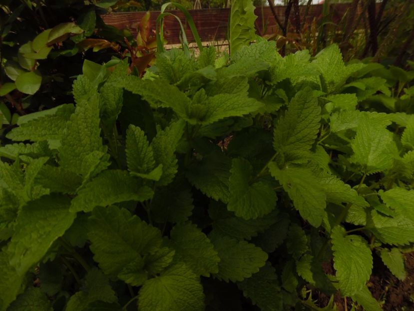  - 000 Mai in gradina