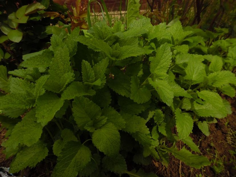  - 000 Mai in gradina