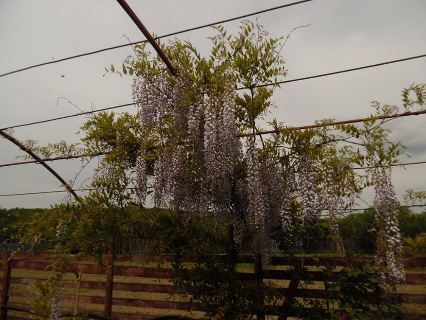  - 000 Mai in gradina