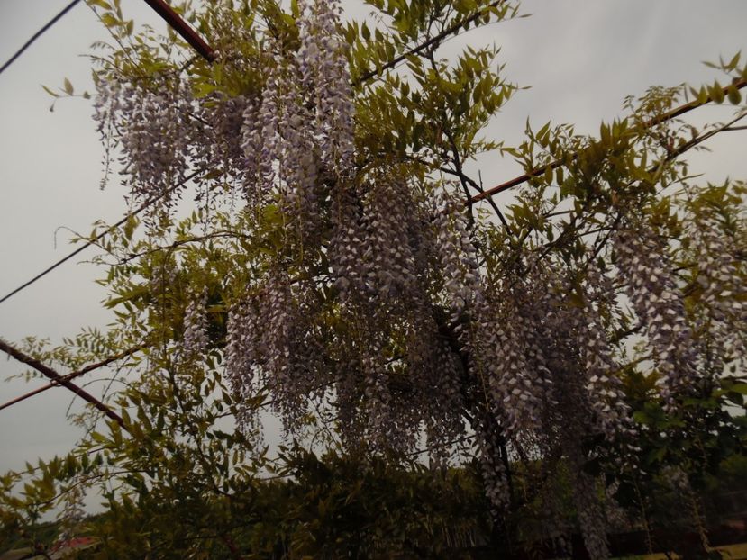  - 000 Mai in gradina