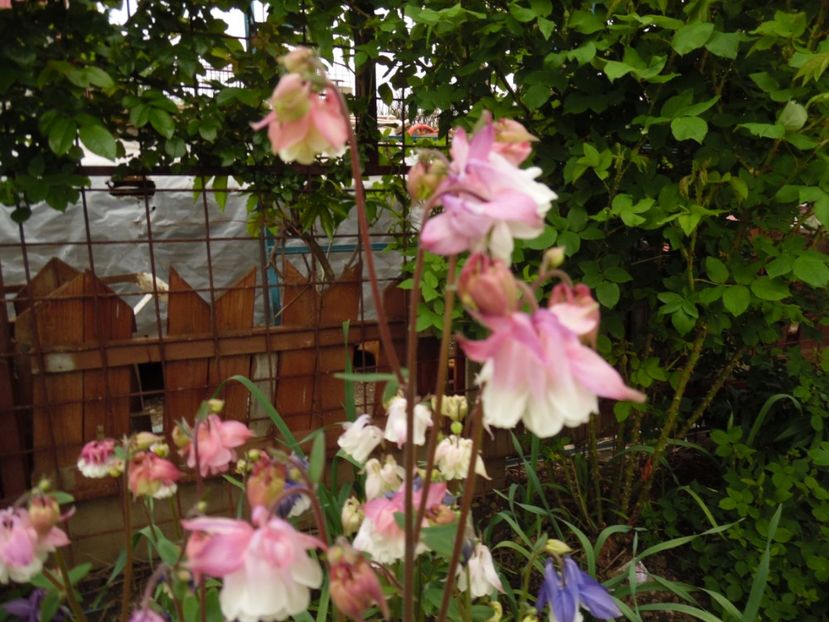  - 000 Mai in gradina