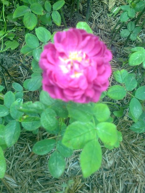 Butas de trandafir de dulceata Rose de Rescht,pus la inradacinat in noiembrie 2016 - Gradina mea