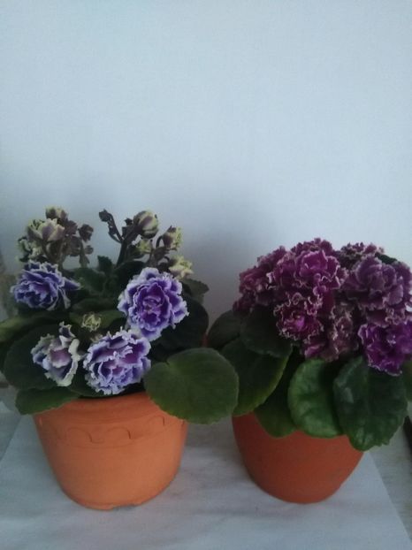 - 1-A-Violete 2017