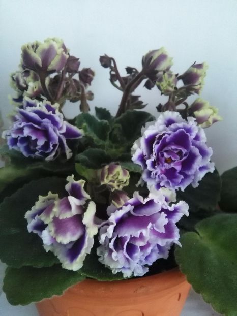  - 1-A-Violete 2017